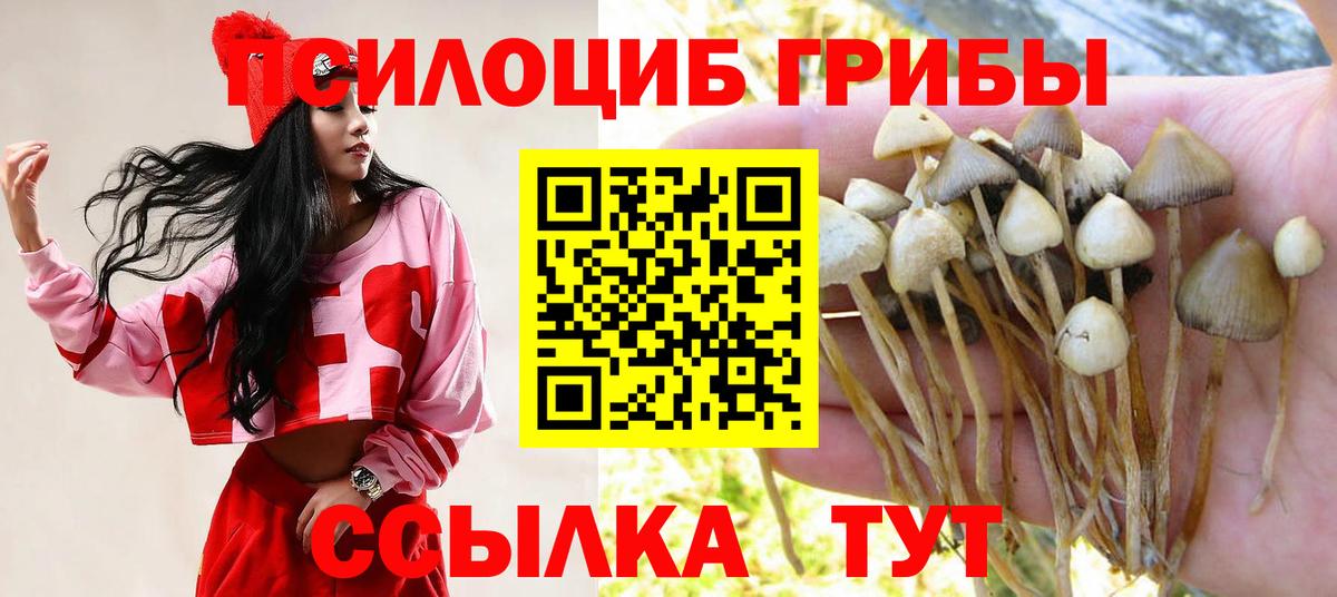 Губкин  Псилоцибиновые грибы Psilocybine cubensis  Вход с VPN  хочу   Галлюциногенные грибы мицелий 